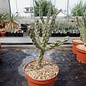 Cylindropuntia imbricata       (dw)