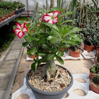 Adenium obesum  cv. Picotee XL