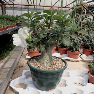 Adenium obesum  cv. `Pure White` XL