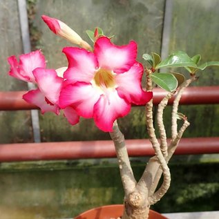 Adenium spec. Senegal