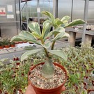 Adenium obesum Milky Way  mit jahreszeitlichem Rückschnitt, with cutback gepfr.