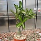 Adenium obesum Pikotee Diamond AX 935  gepfr.