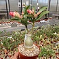 Adenium obesum Starburst   gepfr.