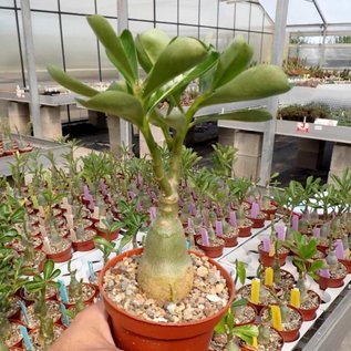 Adenium obesum Black Pearl CC 35  gepfr.