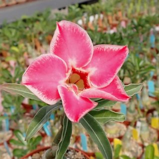 Adenium obesum Pink Harlekin CB LAI 2  gepfr.