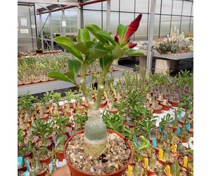 Desert Rose ‘Burgundy Sunrise’ (Adenium hybrid)