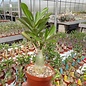 Adenium obesum Heartfelt  mit jahreszeitlich bedingtem Rückschnitt, with cutback gepfr.