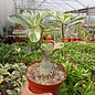 Adenium obesum Milky Way  mit jahreszeitlichem Rückschnitt, with cutback gepfr.