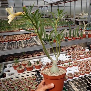 Adenium obesum Simple Yellow CC 59  gepfr.