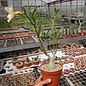 Adenium obesum CC 059 cv. Simple Yellow  gepfr.