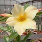 Adenium obesum CC 059 cv. Simple Yellow  gepfr.