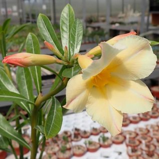 Adenium obesum CC 059 cv. Simple Yellow  gepfr.