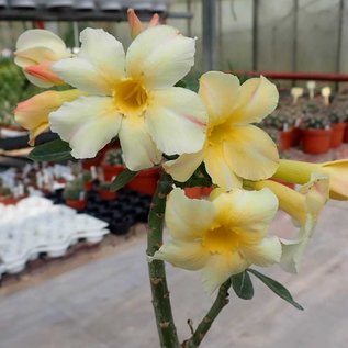 Adenium obesum CC 059 cv. Simple Yellow  gepfr.