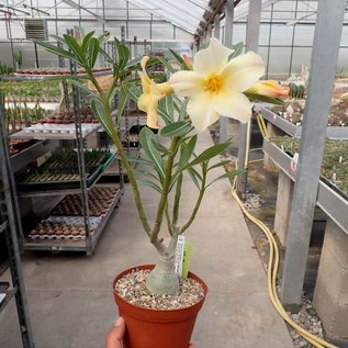 Adenium obesum CC 059 cv. Simple Yellow  gepfr.