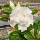 Adenium obesum Snow King   gepfr.