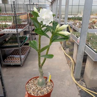 Adenium Obesum Cv Snow King Gepfr Uhlig Kakteen More Than 5 000 Different Species