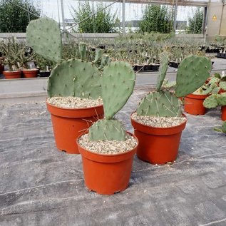 Opuntia cv. Große von Aldingen       (dw)