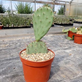 Opuntia cv. Große von Aldingen       (dw)