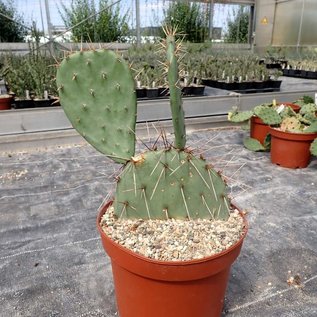 Opuntia cv. Große von Aldingen       (dw)