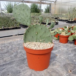 Opuntia cv. Große von Aldingen       (dw)