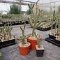 Cylindropuntia imbricata       (dw)