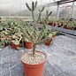 Cylindropuntia imbricata       (dw)