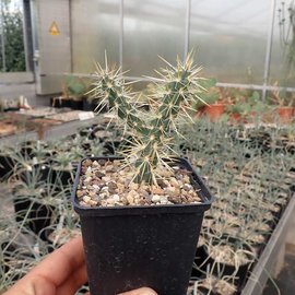 Cylindropuntia echinocarpa  MUG 167 Riverside, San Bernardino, Kalifornien, USA, ca. 1600 m    (dw)