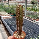 Euphorbia canariensis