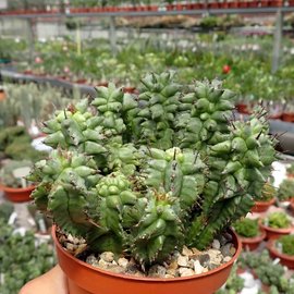 Euphorbia horrida monstrosa