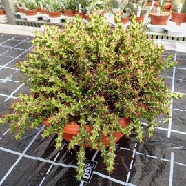 Euphorbia lenewtonii