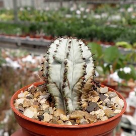 Euphorbia polygona cv. Superwhite