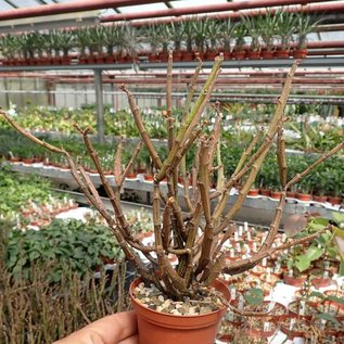 Euphorbia platyclada v. erecta  Rauh 72/70, Madagaskar