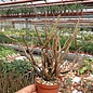 Euphorbia platyclada v. erecta  Rauh 72/70, Madagaskar