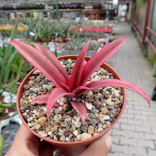 Cryptanthus bivittatus cv. Ruby Red