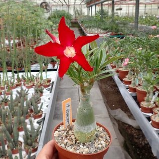 Adenium obesum Joker   gepfr.