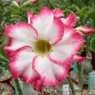 Adenium obesum Pikotee Diamond AX 935 mit jahreszeitlich bedingtem Rückschnitt, with cutback gepfr.