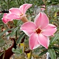 Adenium obesum Pink Harlekin CB LAI 2  gepfr.