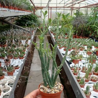 Euphorbia pteroneura