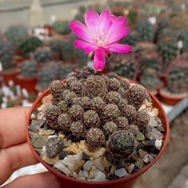 Sulcorebutia taratensis f. minima WR 196 Cochabamba, Anzaldo, 2700 m, zwischen Bahnhof und Ort