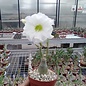 Adenium obesum Snow King   gepfr.