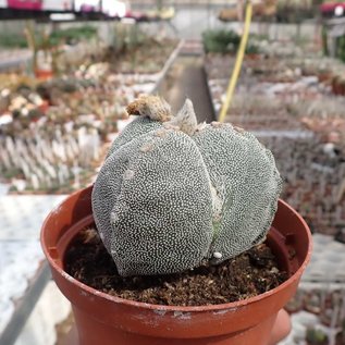 Astrophytum myriostigma cv. tricostata