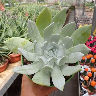 Dudleya brittonii