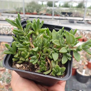 Delosperma obtusum cv. Pink Zulu      (dw)