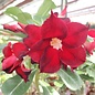 Adenium obesum Exhibition Double Red   gepfr.