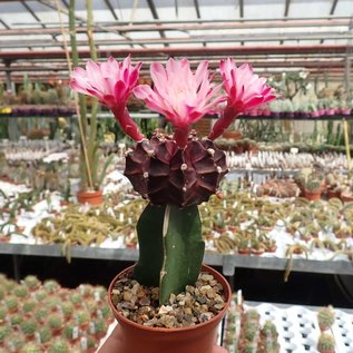 Gymnocalycium mihanovichii cv. Black Cap   gepfr.