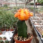 Gymnocalycium mihanovichii cv. Light Orange Cap   gepfr.