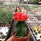 Gymnocalycium mihanovichii cv. Dark Orange Cap   gepfr.