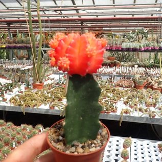 Gymnocalycium mihanovichii cv. Orange Cap    gepfr.