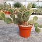 Opuntia rhodantha x utahensis      (dw)