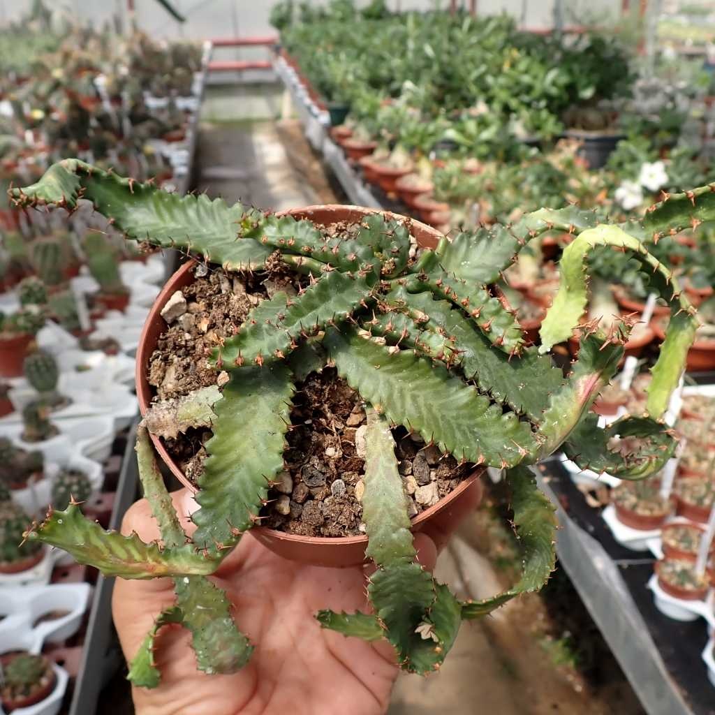 Euphorbia stellata Uhlig Kakteen Über 5000 verschiedene Arten